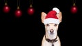 Santa claus christmas dog on black backgroud Royalty Free Stock Photo