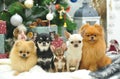 Chihuahua and pomeranians ready for New year