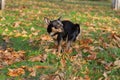 Chihuahua poop. A small dog, a black and brown-white Chihuahua, went for a walk to go to the toilet