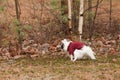 Chihuahua pooping in the leaves in the woods