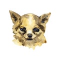 The Chihuahua is popular mini dog. Head of a toy terrier on watercolor background. Watercolor Animal collection: Dogs