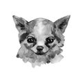 The Chihuahua is popular mini dog. Head of a toy terrier on watercolor background. Watercolor Animal collection: Dogs