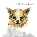 The Chihuahua is popular mini dog. Head of a toy terrier on watercolor background. Watercolor Animal collection: Dogs