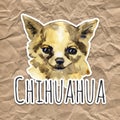 The Chihuahua is popular mini dog. Head of a toy terrier on watercolor background. Watercolor Animal collection: Dogs