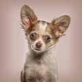 Chihuahua in portrait, looking alert against beige background