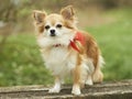 Chihuahua Royalty Free Stock Photo