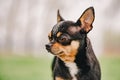 Chihuahua portrait. Tricolor purebred short-haired Chihuahua. Dog, spring