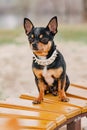 Chihuahua portrait. Tricolor purebred short-haired Chihuahua. Dog, spring