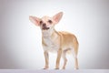 Chihuahua posing, white background, studio shot. Royalty Free Stock Photo