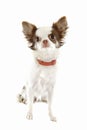 Chihuahua with preventive collar