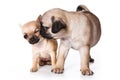 Chihuahua and pug puppies Royalty Free Stock Photo