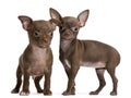 Chihuahua puppies, 10 weeks old, standing Royalty Free Stock Photo