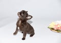 Chihuahua puppies champion of many exhibitions