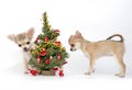 Chihuahua puppies decorating a Christmas tree