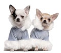 Chihuahua puppies dressed in blue winter outfits Royalty Free Stock Photo