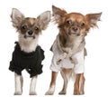 Chihuahua puppies, dressed up, 3 months old Royalty Free Stock Photo