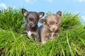 Chihuahua puppies in grass Royalty Free Stock Photo