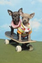 Chihuahua Puppies on a Skate Board Royalty Free Stock Photo