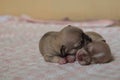 Chihuahua puppies Royalty Free Stock Photo