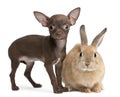 Chihuahua puppy, 10 weeks old, and rabbit Royalty Free Stock Photo