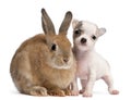 Chihuahua puppy, 10 weeks old, and rabbit