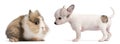 Chihuahua puppy, 10 weeks old, and rabbit Royalty Free Stock Photo