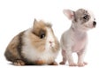 Chihuahua puppy, 10 weeks old, and rabbit Royalty Free Stock Photo