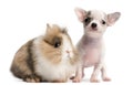 Chihuahua puppy, 10 weeks old, and rabbit Royalty Free Stock Photo