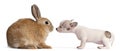 Chihuahua puppy, 10 weeks old, sniffing rabbit Royalty Free Stock Photo
