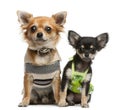 Chihuahua puppy, 2 months old and 1 year old Royalty Free Stock Photo