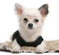 Chihuahua puppy, 2 months old, lying Royalty Free Stock Photo