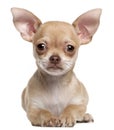 Chihuahua puppy, 2 months old, lying Royalty Free Stock Photo