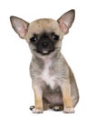 Chihuahua puppy, 3 months old Royalty Free Stock Photo