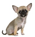 Chihuahua puppy, 3 months old Royalty Free Stock Photo