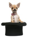 Chihuahua puppy, 3 months old, sitting Royalty Free Stock Photo