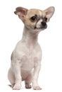 Chihuahua puppy, 3 months old, sitting Royalty Free Stock Photo