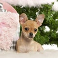 Chihuahua puppy, 4 months old, lying Royalty Free Stock Photo