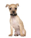Chihuahua puppy, 4 months old, sitting Royalty Free Stock Photo