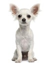 Chihuahua puppy, 4 months old, sitting Royalty Free Stock Photo