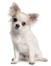 Chihuahua puppy, 4 months old, sitting Royalty Free Stock Photo