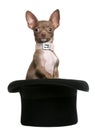 Chihuahua puppy, 6 months old, sitting in top hat Royalty Free Stock Photo