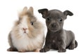 Chihuahua puppy, 6 weeks old, and rabbit Royalty Free Stock Photo