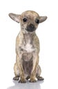 Chihuahua puppy (7 month old) sitting Royalty Free Stock Photo