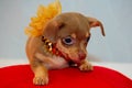 Chihuahua Puppy all dazzled up Royalty Free Stock Photo