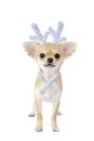 Chihuahua puppy with antlers as Christmas reindeer