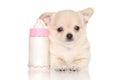 Chihuahua puppy and baby bottle Royalty Free Stock Photo