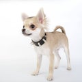 Chihuahua puppy with black leather studded collar Royalty Free Stock Photo