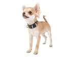 Chihuahua puppy with black leather studded collar