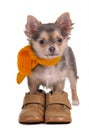 Chihuahua puppy with boots and scarf