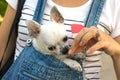 Chihuahua puppy in the bosom girl Royalty Free Stock Photo